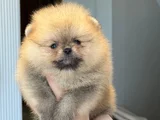 Orjınal Tedy Bear Gülem Yüz
