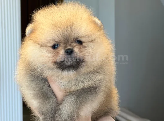 Orjınal Tedy Bear Gülem Yüz görsel