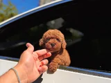 Orjınal TOY POODLE IRK GARANTILI