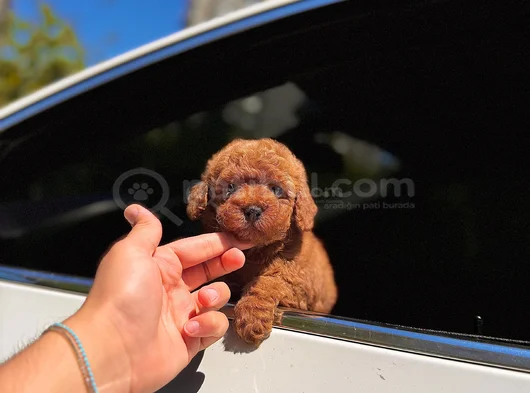 Orjınal Toy Poodle Irk Garantili