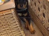 2 Aylık erkek orjinal rottweiler ücretsiz sahiplendirme