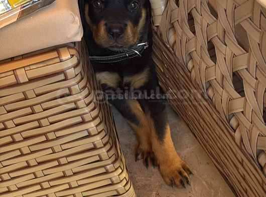 2 Aylık Erkek Orjinal Rottweiler Ücretsiz Sahiplendirme
