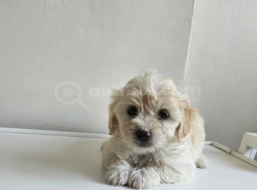 Maltese Yavrularımız görsel