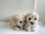 Maltese yavrularımız