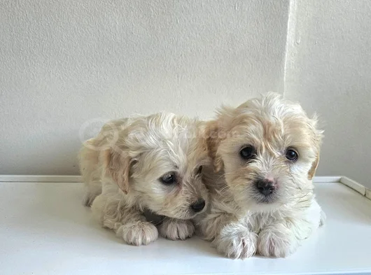 Maltese Yavrularımız