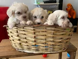 Ev Doğumu Maltese Bebegimiz