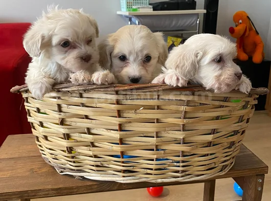 Ev Doğumu Maltese Bebegimiz görsel