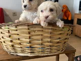 Ev Doğumu Maltese Bebegimiz