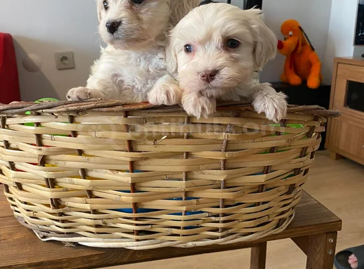 Ev Doğumu Maltese Bebegimiz görsel