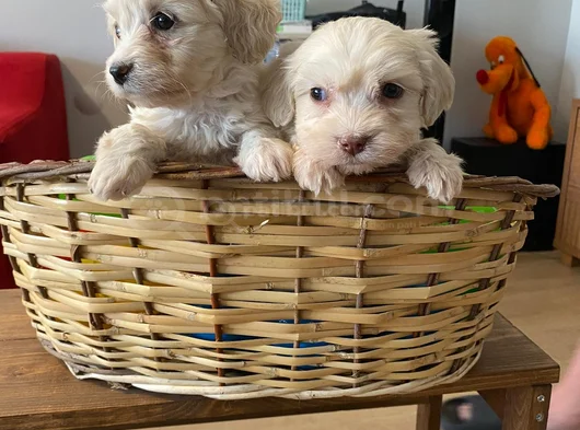 Ev Doğumu Maltese Bebegimiz