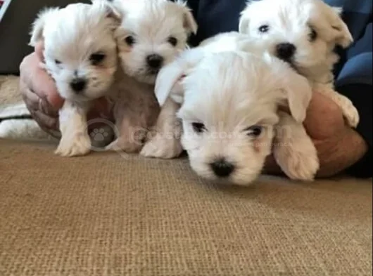A Kalite Maltese Terrier Yavrularımız görsel