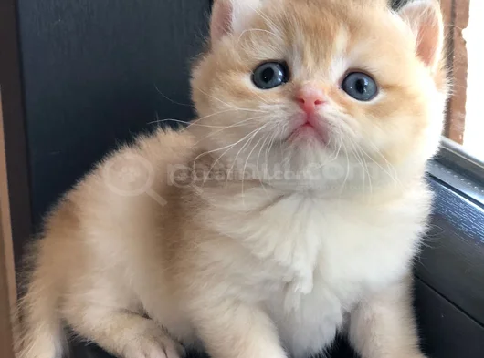 A Kalite Bri̇ti̇sh Shorthai̇r Golden  Yavrular görsel