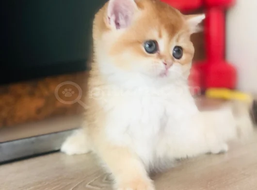 A Kalite Bri̇ti̇sh Shorthai̇r Golden  Yavrular görsel