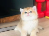A kalite BRİTİSH SHORTHAİR GOLDEN  yavrular