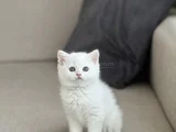 Hari̇ka Göz Rengi̇nde Ayi Surat Bri̇ti̇sh Shorthai̇r