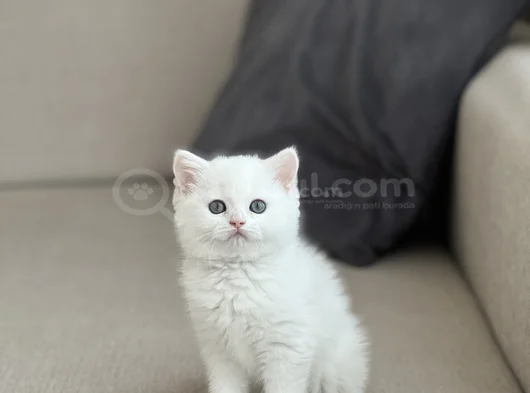 Hari̇ka Göz Rengi̇nde Ayi Surat Bri̇ti̇sh Shorthai̇r görsel