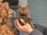 Cinnamon ve Bicolor nadir ırk