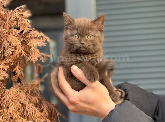 Cinnamon Ve Bicolor Nadir Irk