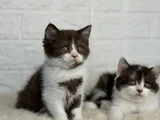 Cinnamon Ve Bicolor Nadir Irk