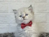 SAĞLIK GARANTİLİ HER CİNS 15 adet