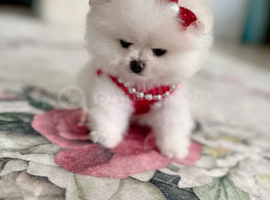 Teacup Di̇şi̇ görsel