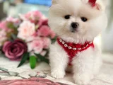 Teacup Di̇şi̇