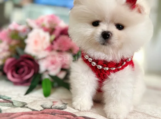 Teacup Di̇şi̇ görsel