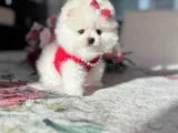 Teacup Di̇şi̇