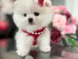 TEACUP DİŞİ