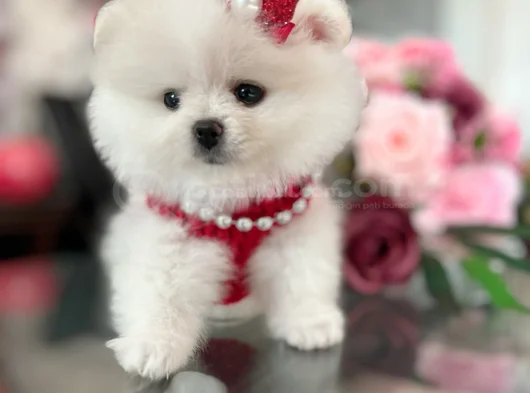 Teacup Di̇şi̇