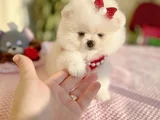 Teacup Di̇şi̇