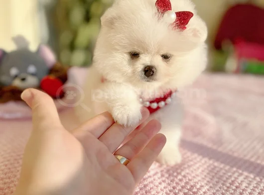 Teacup Di̇şi̇ görsel