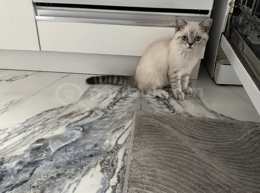 Top Kafa Silver Blue Point  görsel