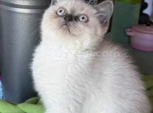 Top Kafa Silver Blue Point 