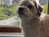 6 Yaşında Hery
