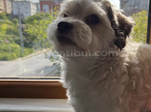 6 Yaşında Hery görsel