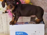 Kısa Bacaklı Orjinal Dachshund Yavrular
