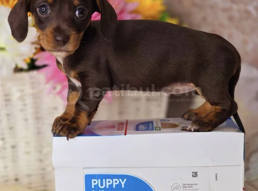 Kısa Bacaklı Orjinal Dachshund Yavrular
