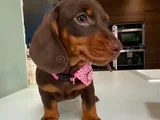 Kısa Bacaklı Orjinal Dachshund Yavrular