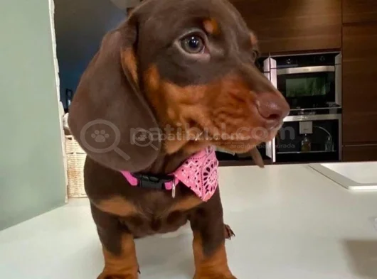 Kısa Bacaklı Orjinal Dachshund Yavrular görsel