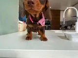 Kısa Bacaklı Orjinal Dachshund Yavrular