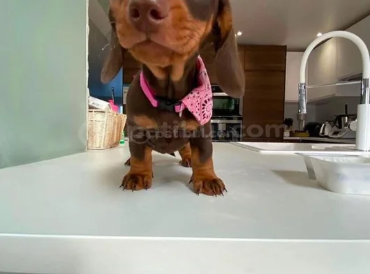 Kısa Bacaklı Orjinal Dachshund Yavrular görsel