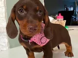 Kısa Bacaklı Orjinal Dachshund Yavrular