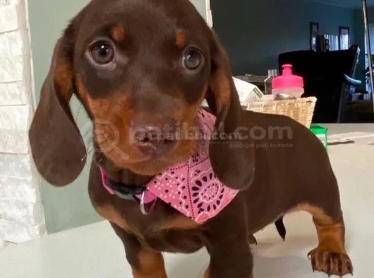 Kısa Bacaklı Orjinal Dachshund Yavrular görsel