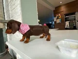 Kısa Bacaklı Orjinal Dachshund Yavrular