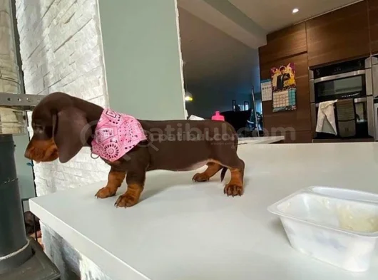 Kısa Bacaklı Orjinal Dachshund Yavrular görsel