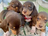 Dachshund Tutkunları Için Nadir Güzellikte Yavrular