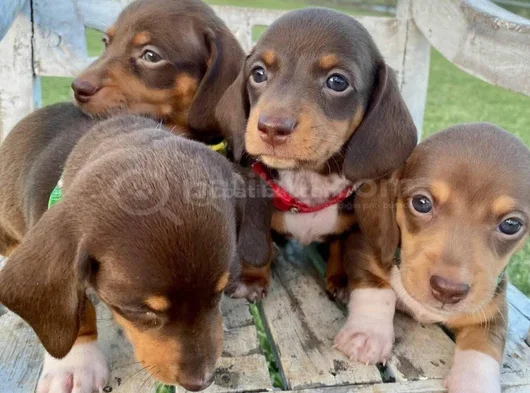 Dachshund Tutkunları Için Nadir Güzellikte Yavrular görsel