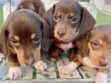 Dachshund Tutkunları için Nadir Güzellikte Yavrular