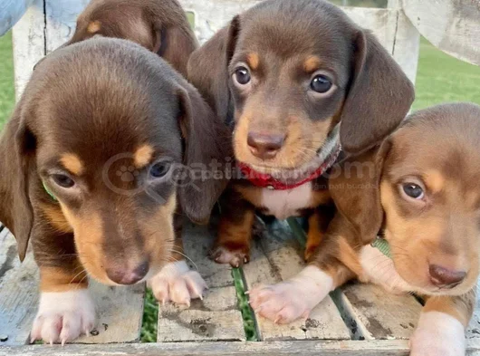 Dachshund Tutkunları Için Nadir Güzellikte Yavrular